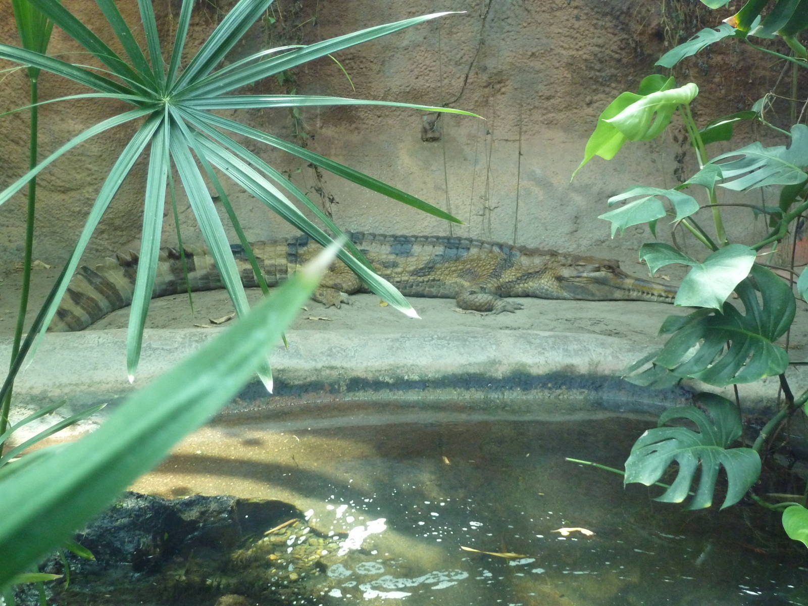 Aquarium/Reptile Complex - Tomistoma
