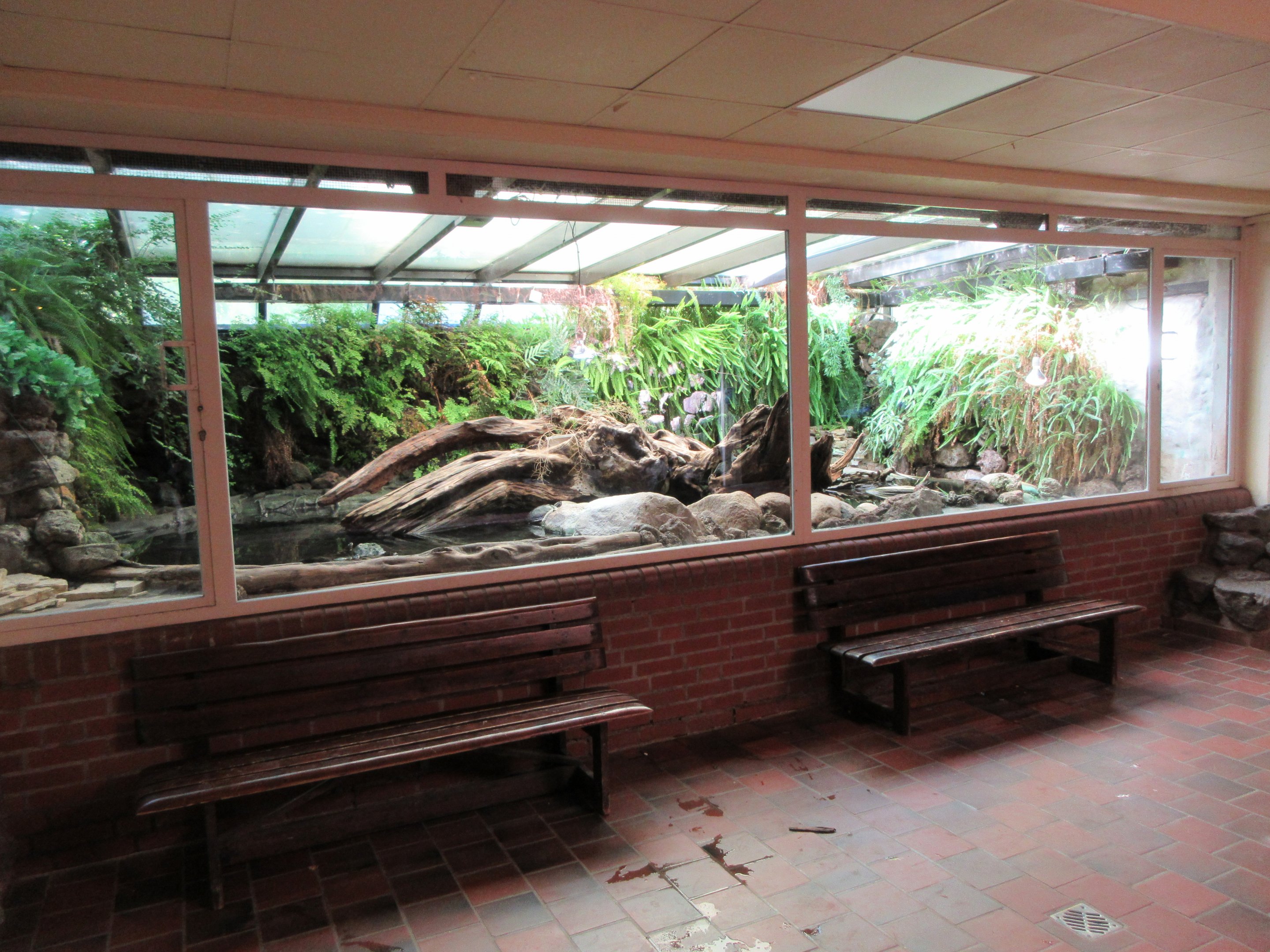 Aquarium/Reptile House - assorted turtle species