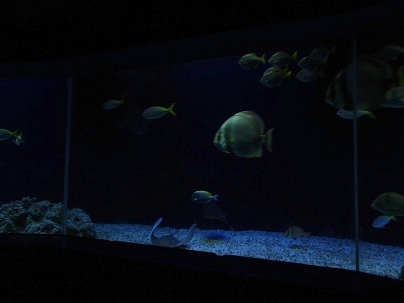 Aquarium: Ring-becken (species list in comments)