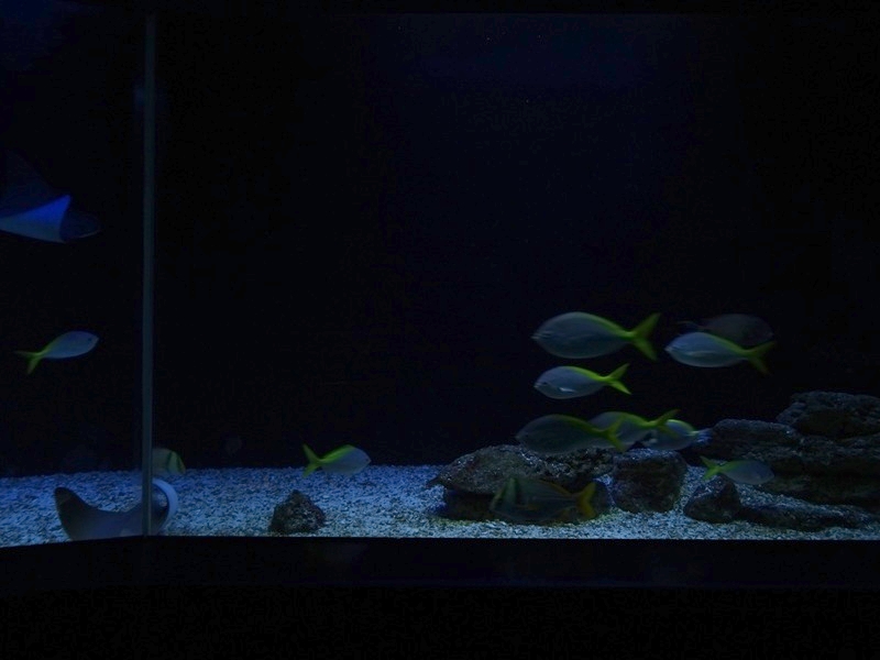 Aquarium: Ring-becken (species list in comments)