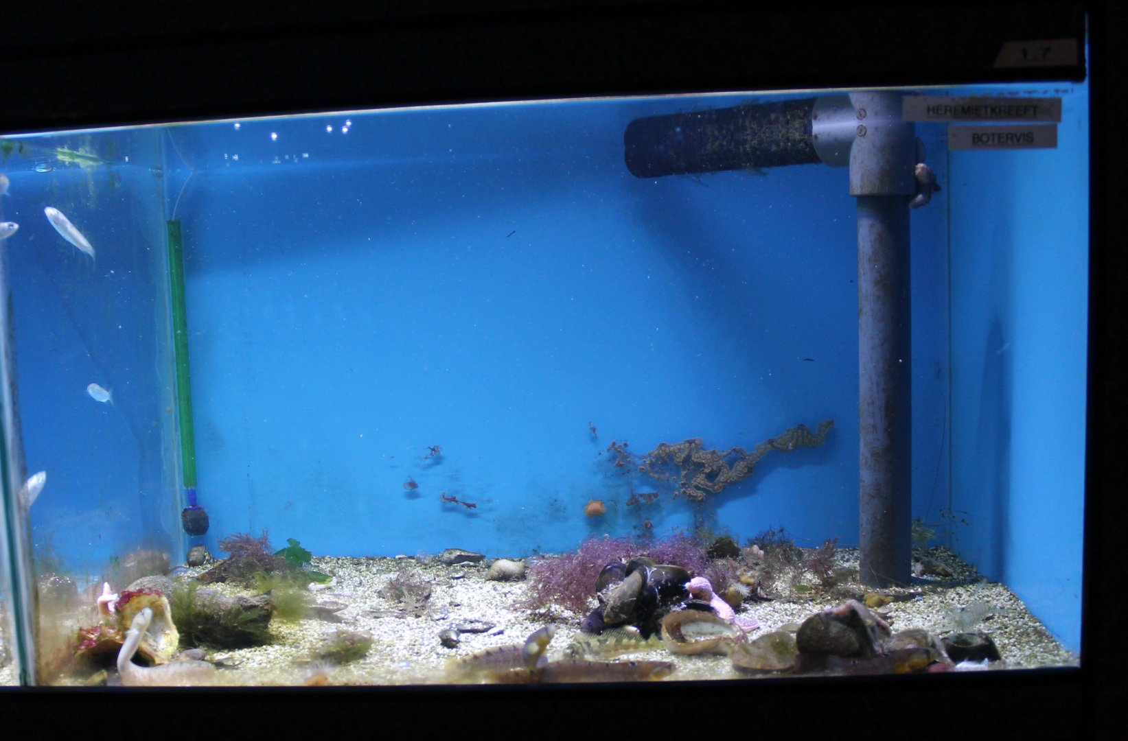 Aquarium Rock gunnel