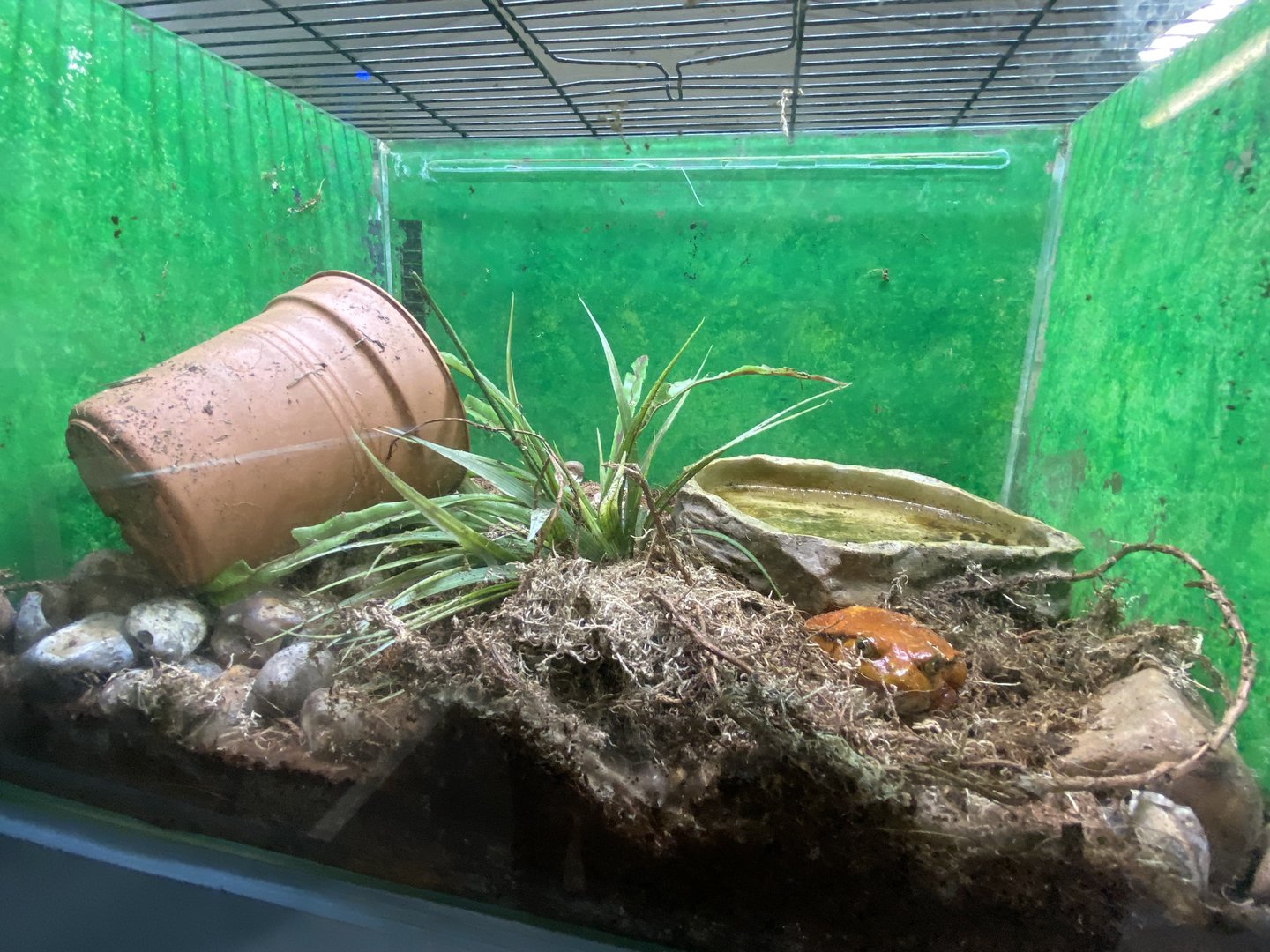 Aquarium - Sambava tomato frog exhibit 231022