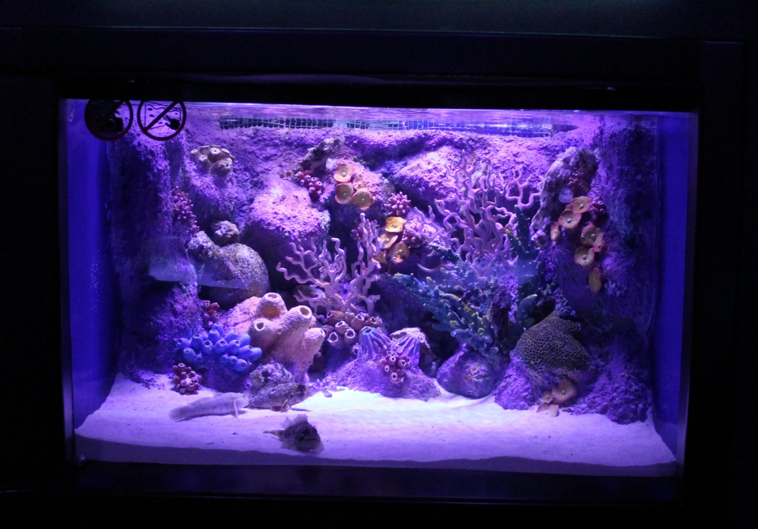 Aquarium Scorpion fish