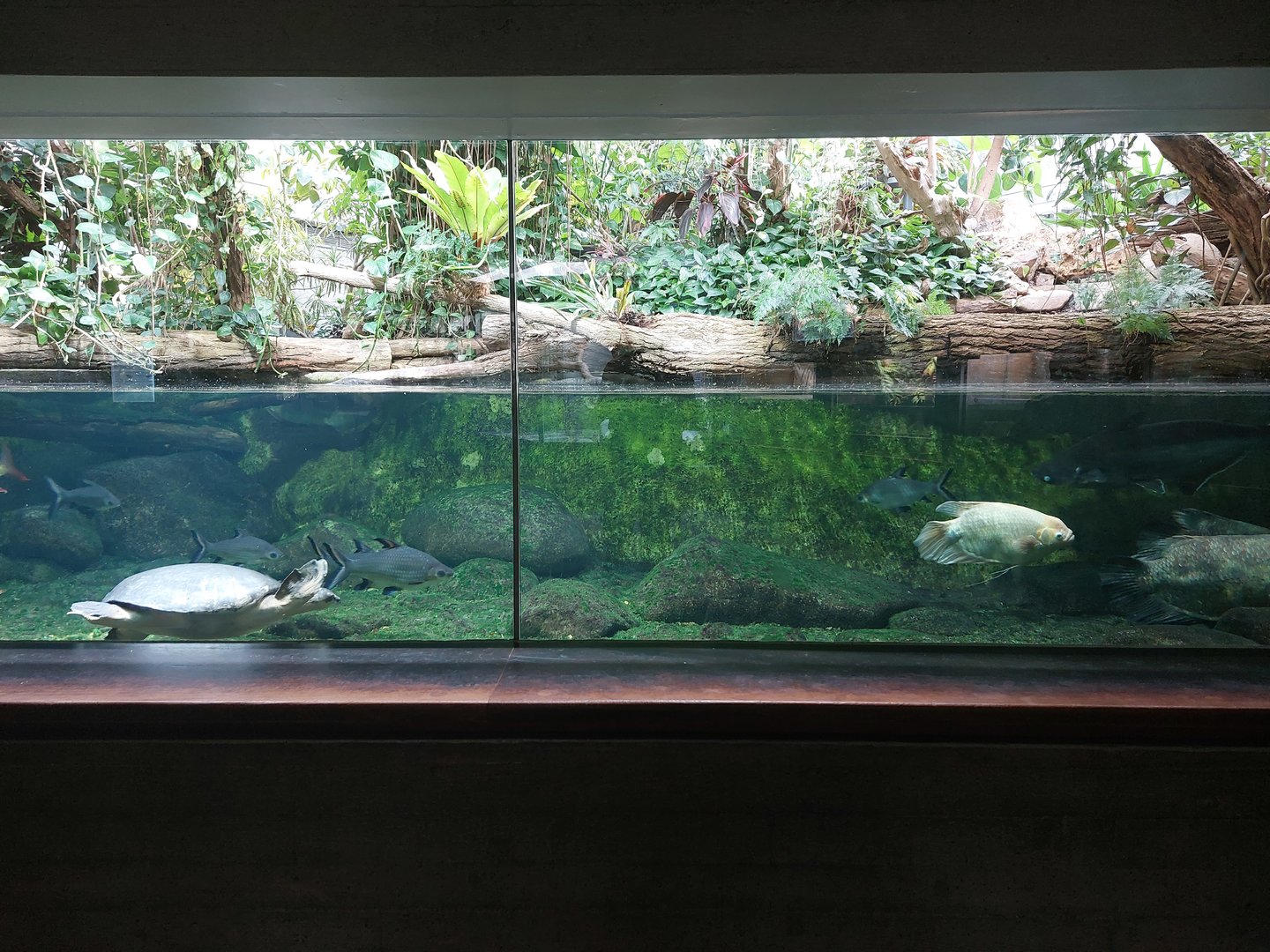 Aquarium - SE Asian landscape aquarium