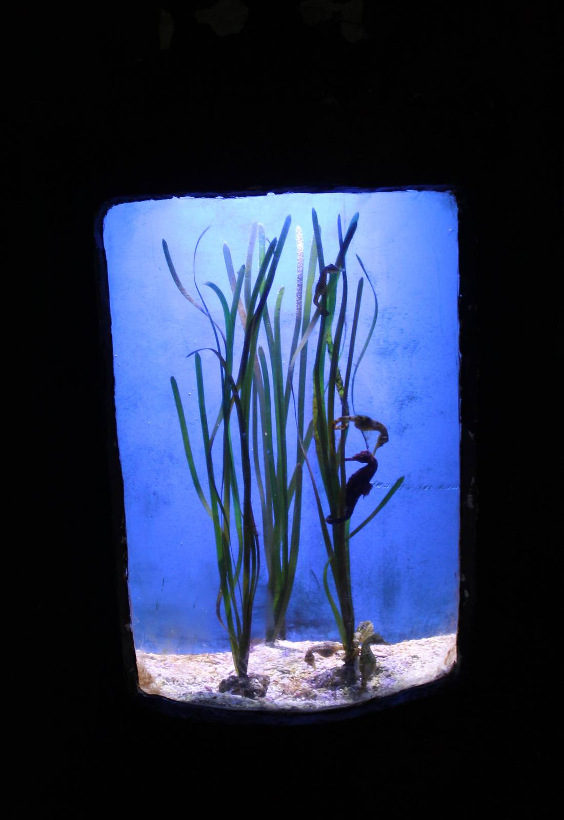 Aquarium Sea horses