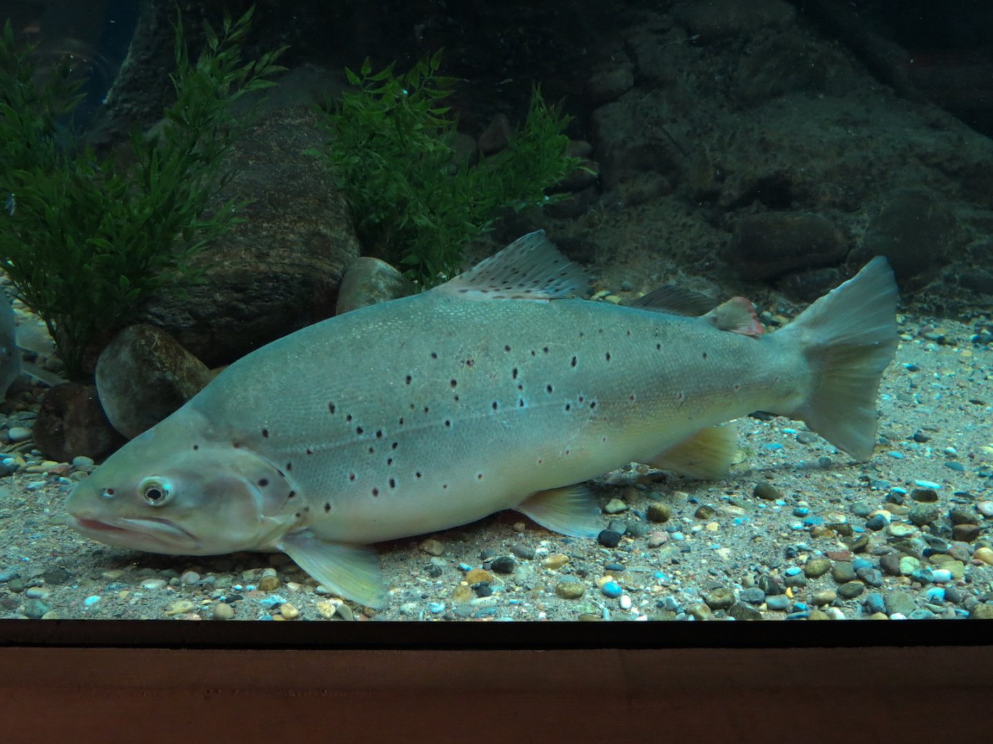 Aquarium - Second Pedestal Tank - Brown Trout