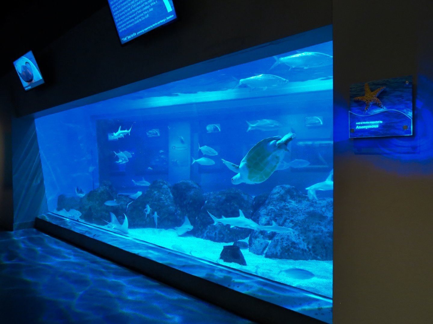 Aquarium - Shark and Turtle Exhibit