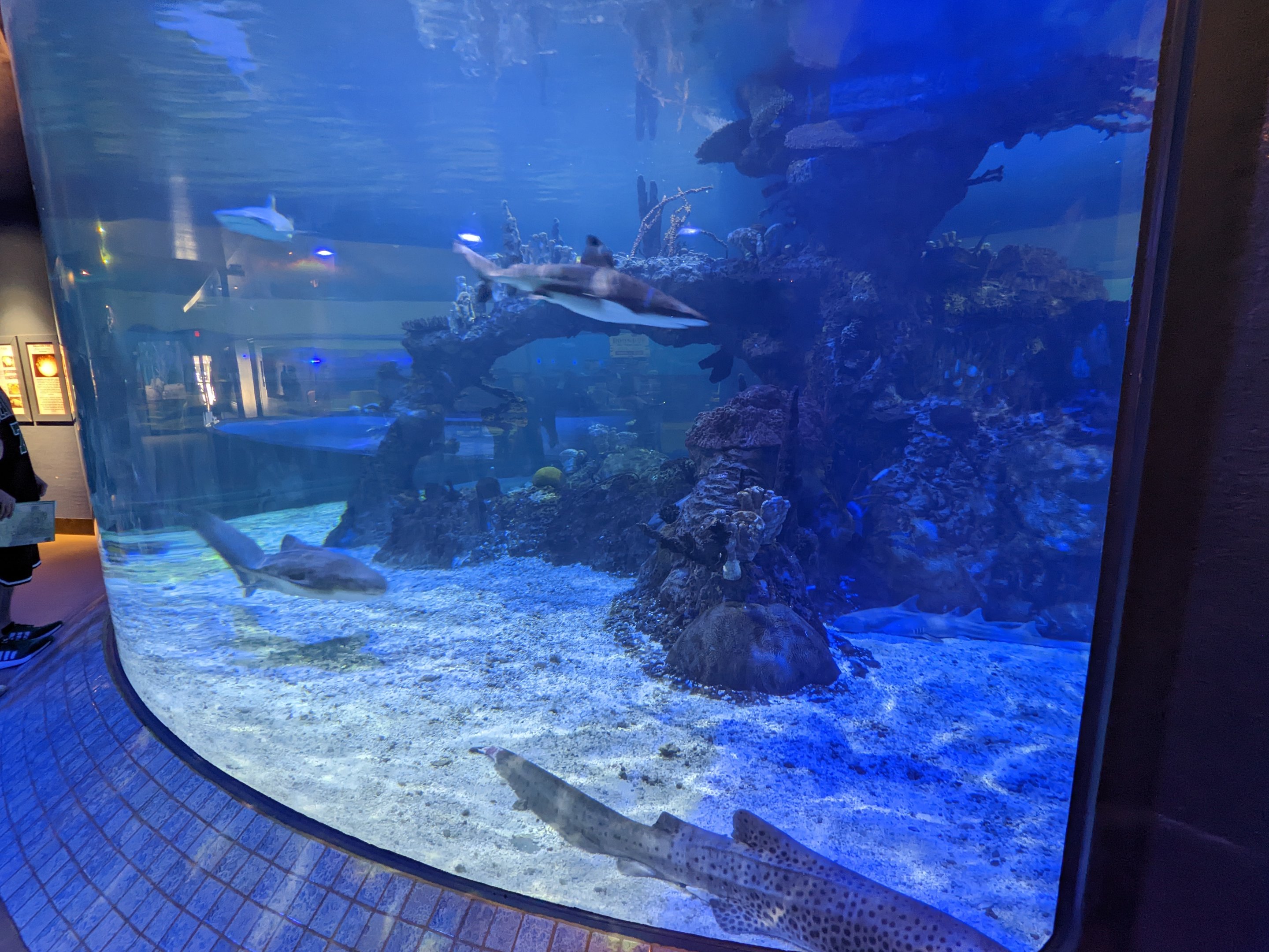 Aquarium - shark tank