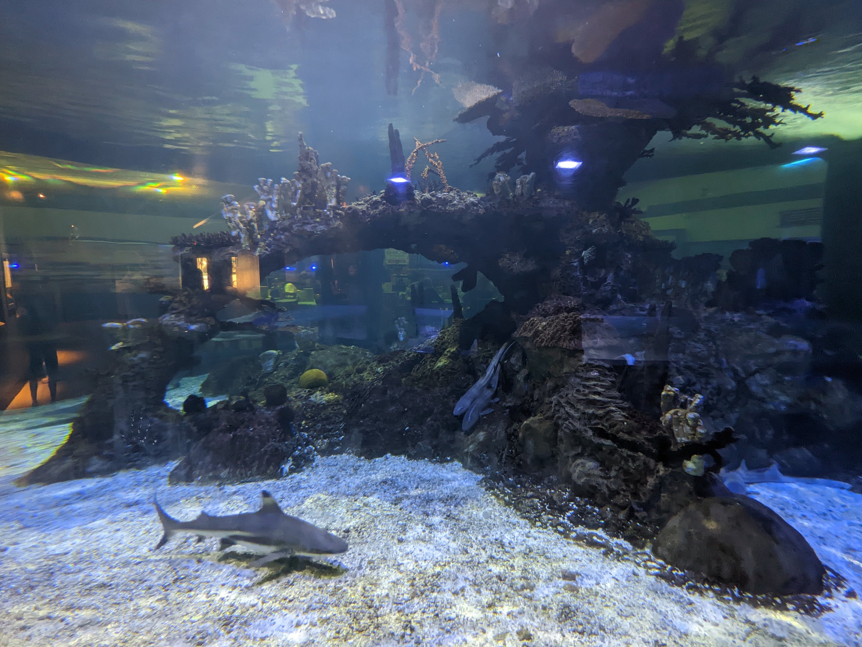 Aquarium - shark tank
