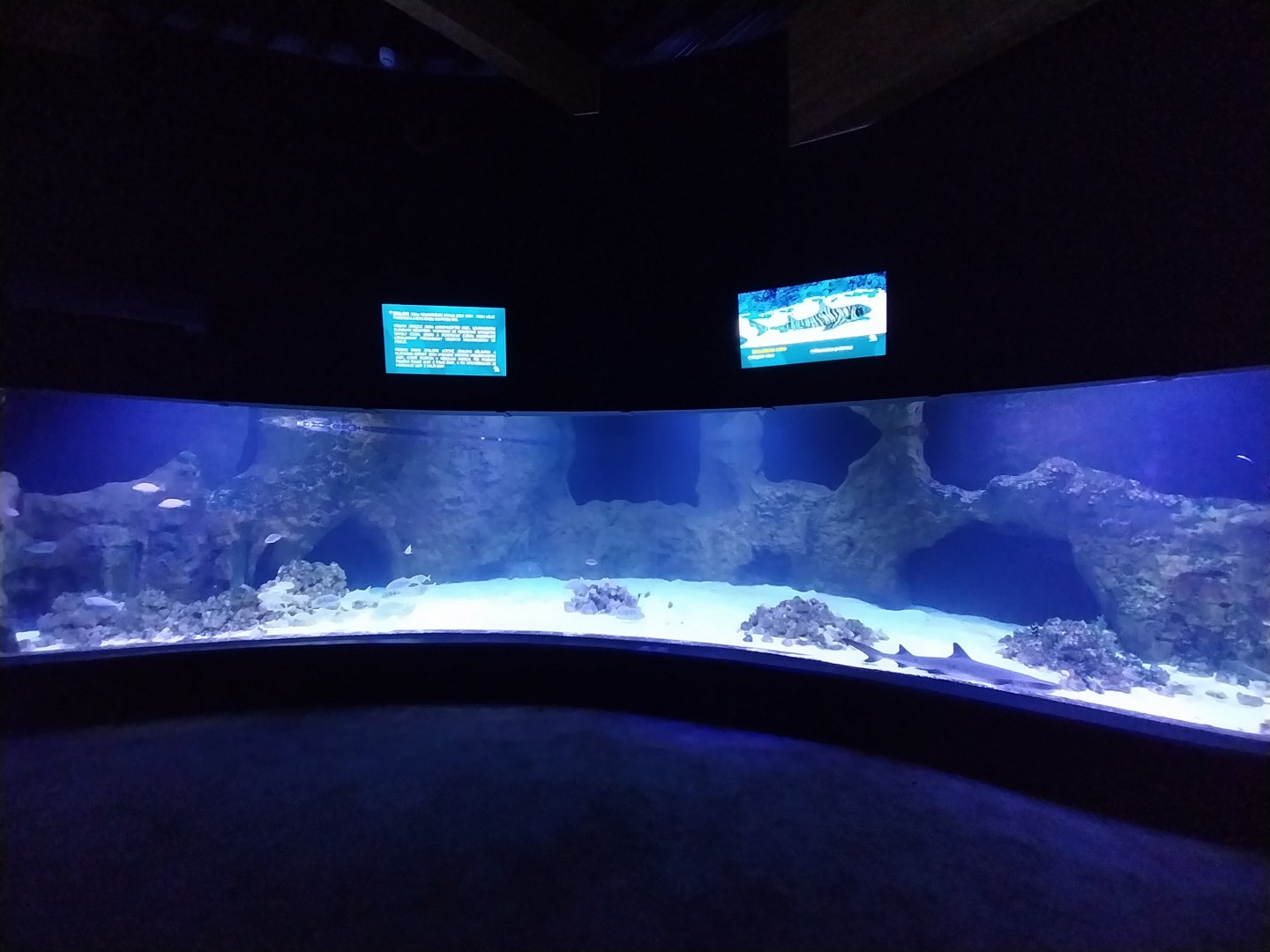 Aquarium - Shark tank