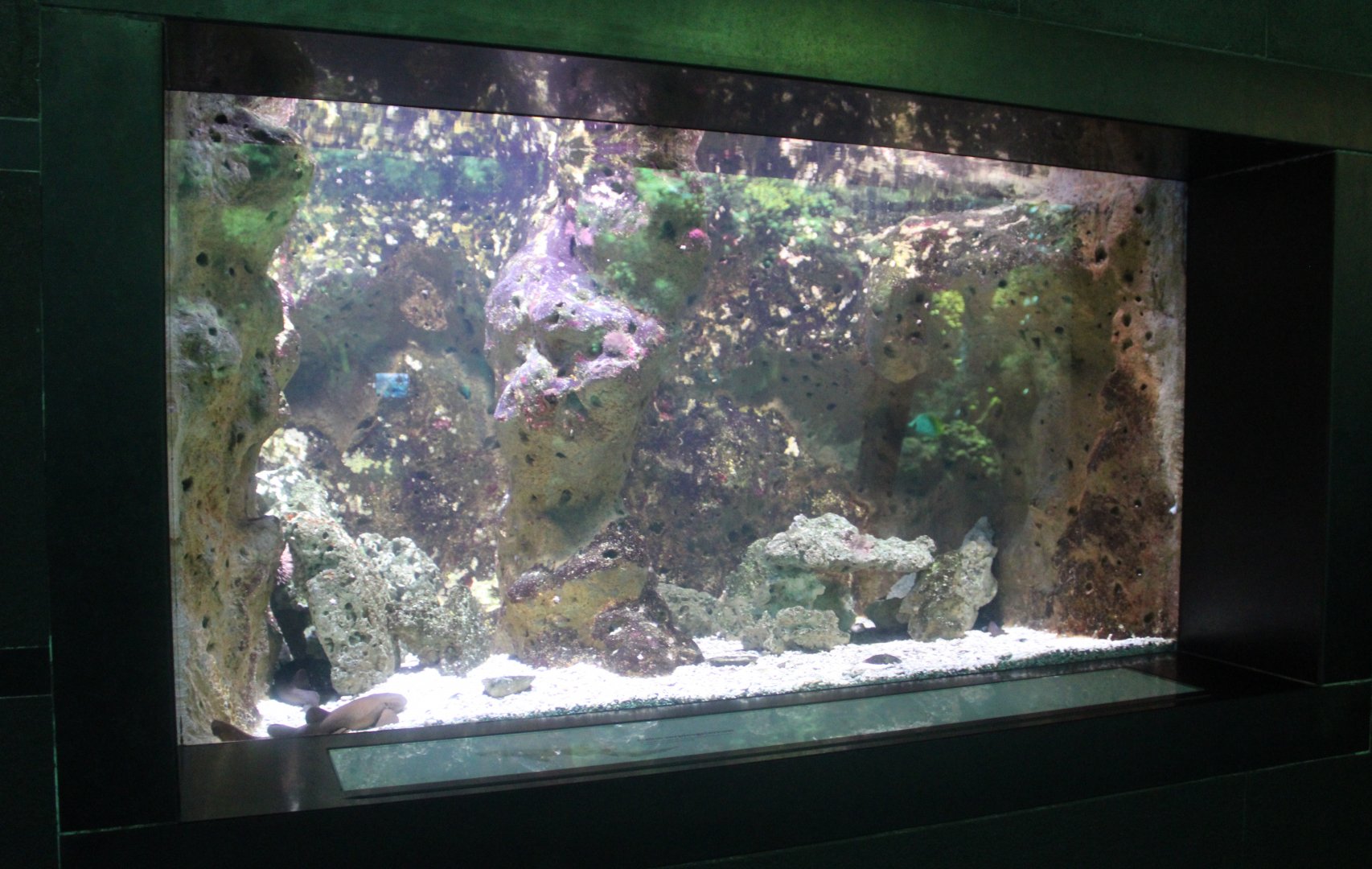 Aquarium Short-tailed nurse shark