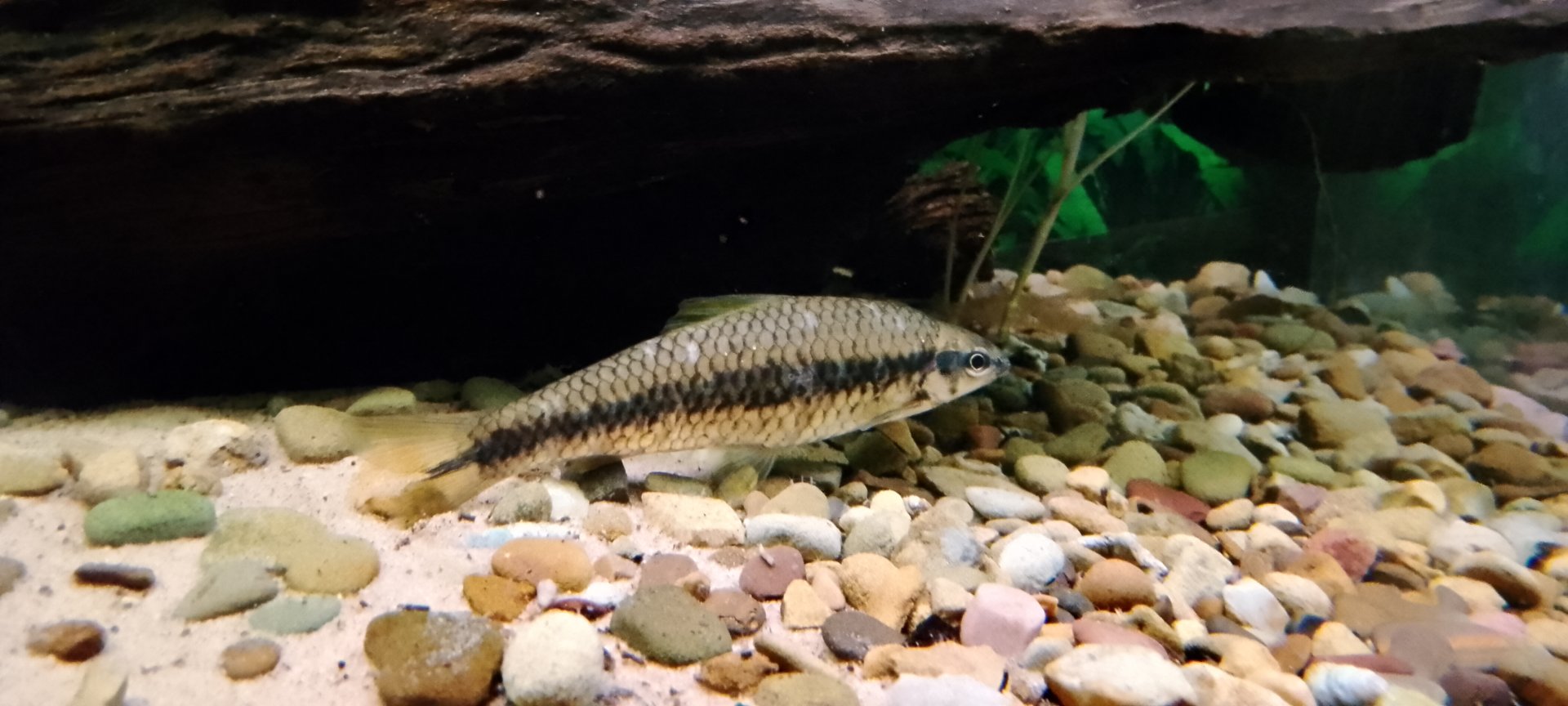 Aquarium- Siamese Algae eater 200225