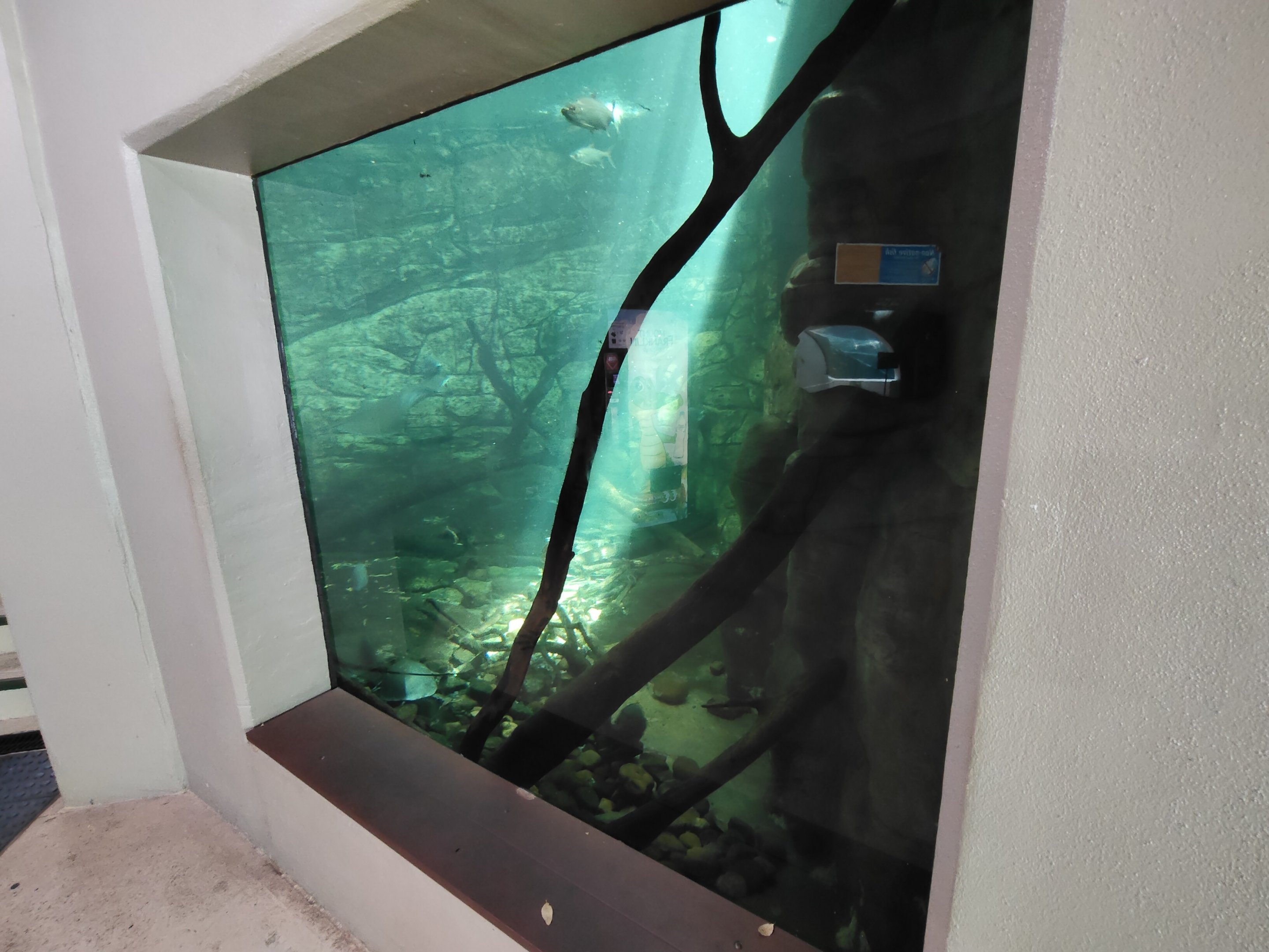 Aquarium - side window