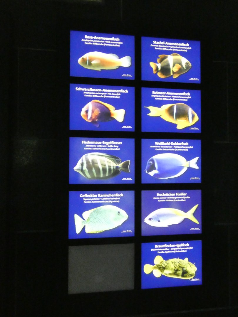 Aquarium Signage Style