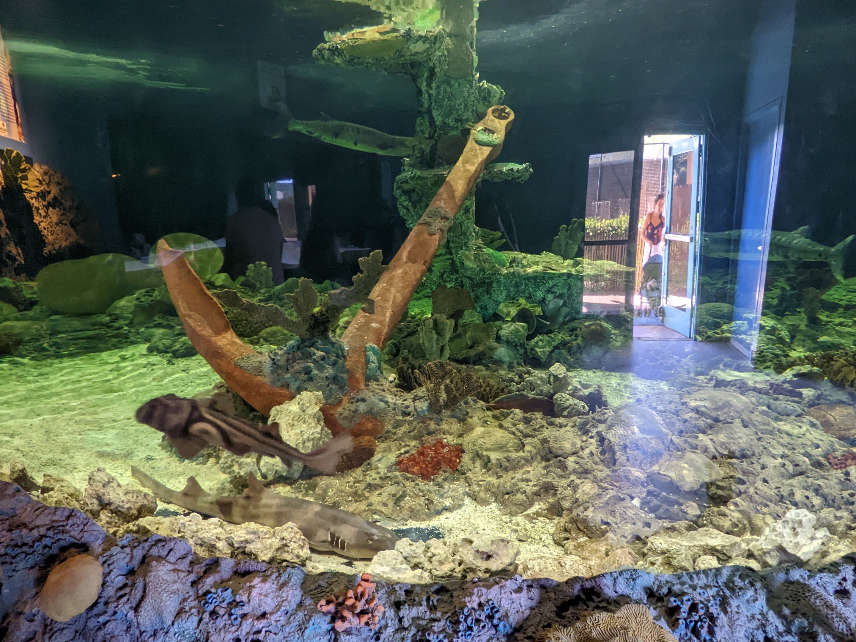 Aquarium - Small amazon Tank