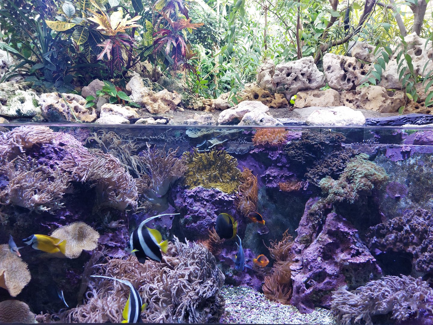 Aquarium - Small coral reef landscape tank