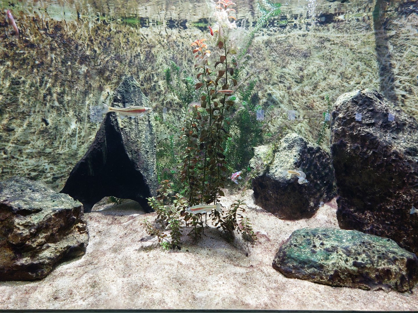 Aquarium - Smaller N-American fish