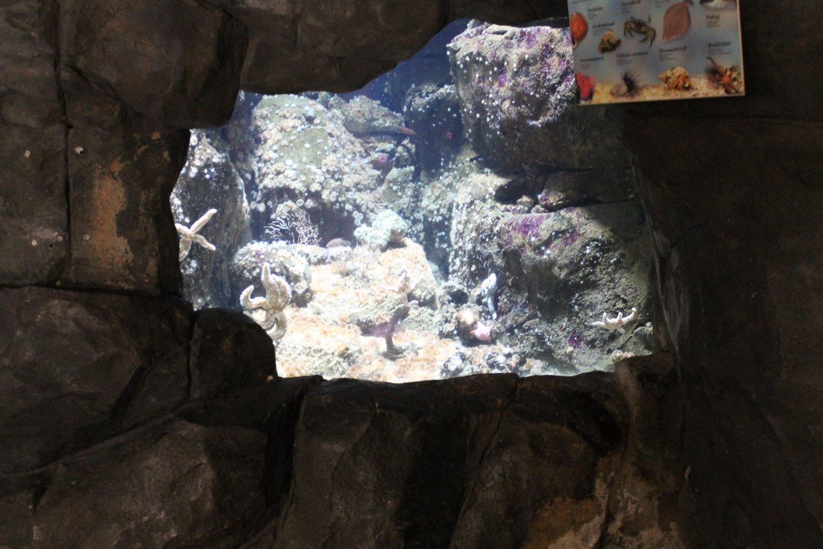 Aquarium smaller North Sea-creatures