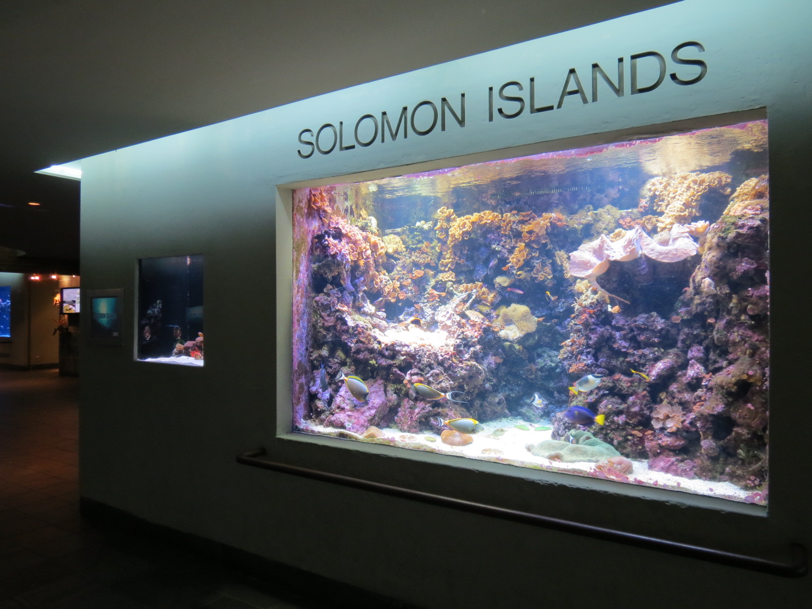 Aquarium - Solomon Islands Exhibit