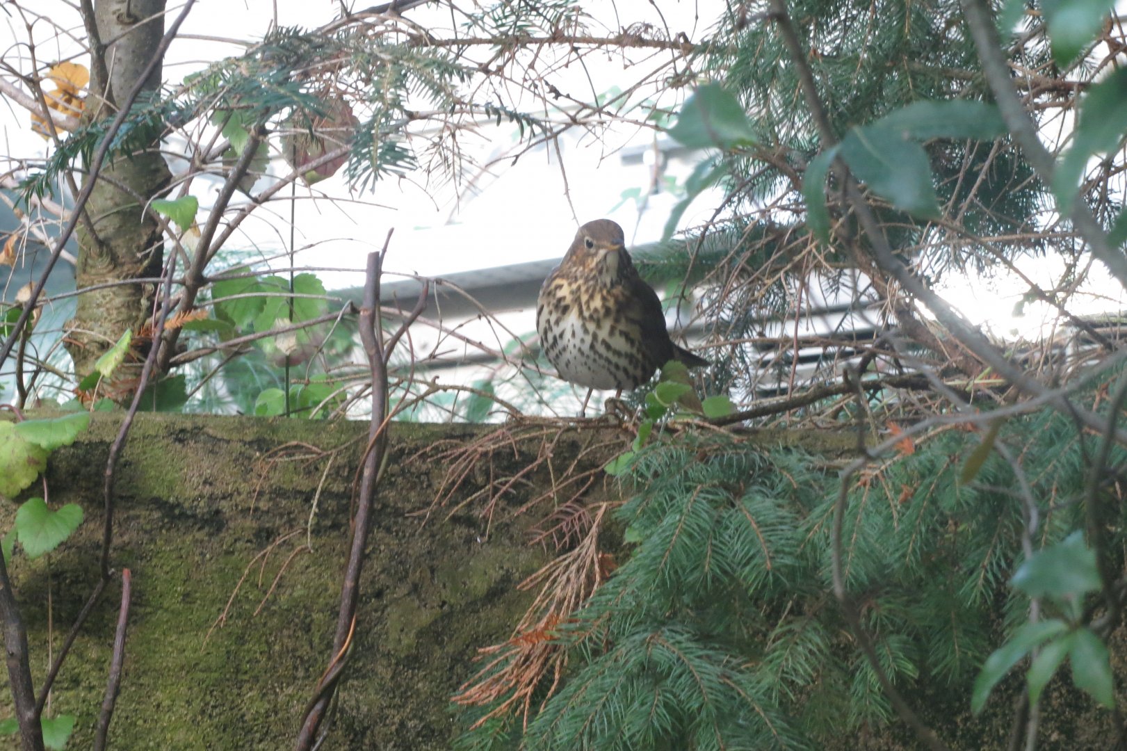 Aquarium - Song thrush 011218