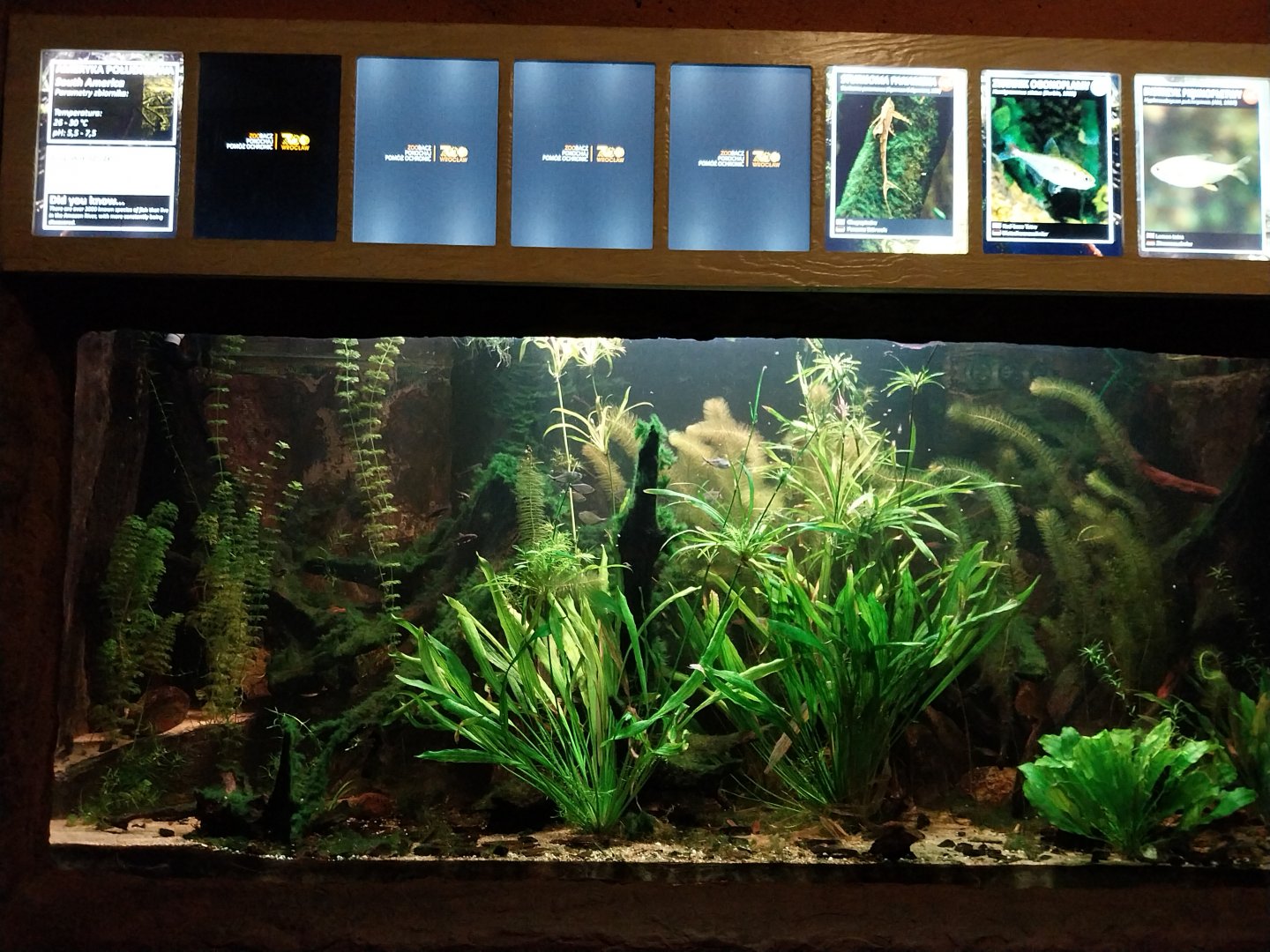 Aquarium - South America tetra tank