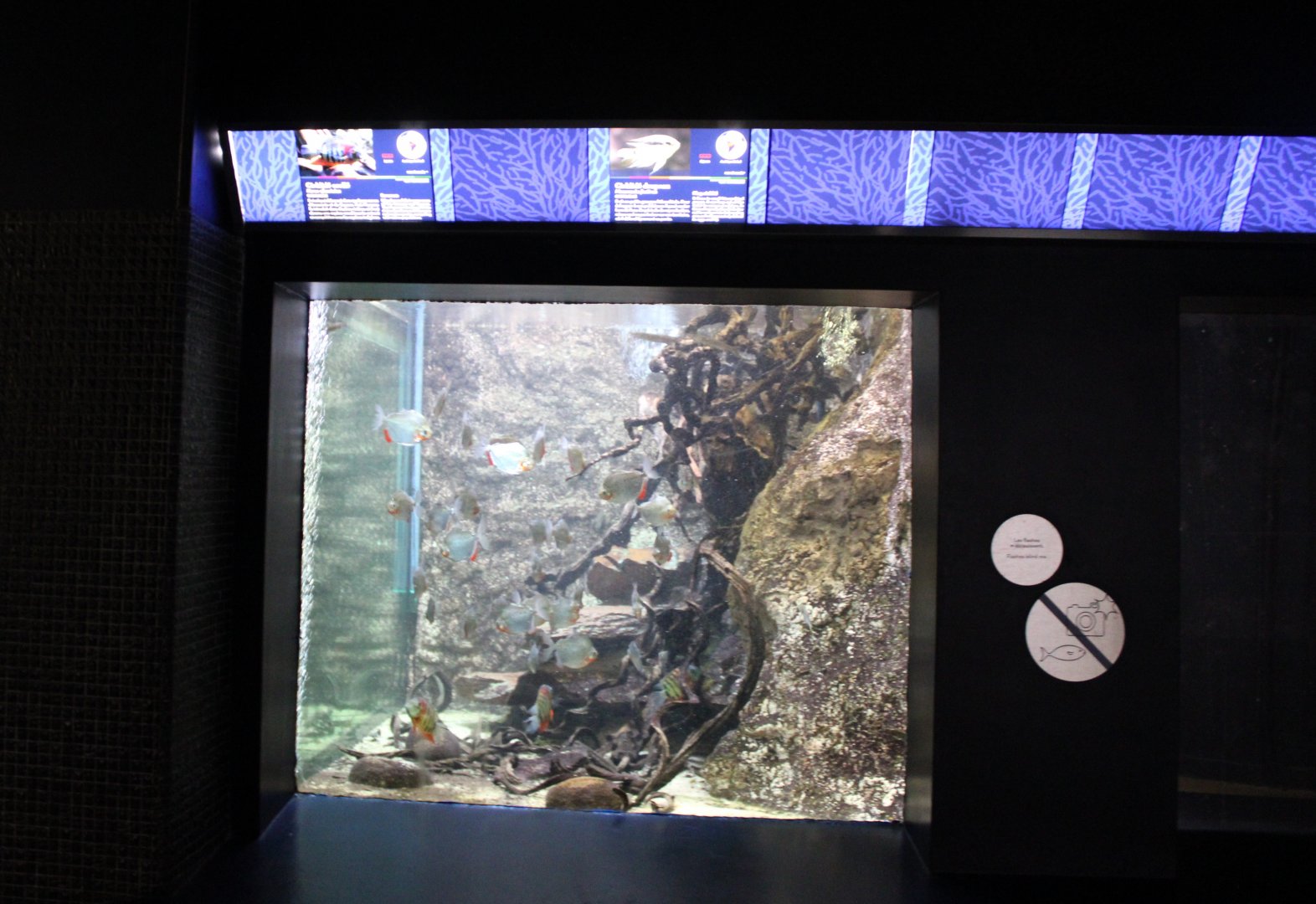 Aquarium South American freshwater fish