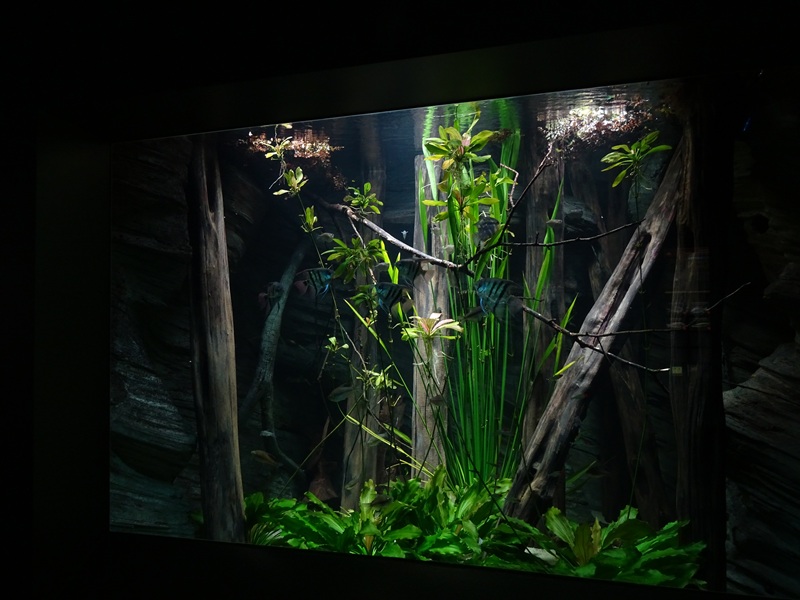 Aquarium: South American freshwater tank #1 (species list in comments)