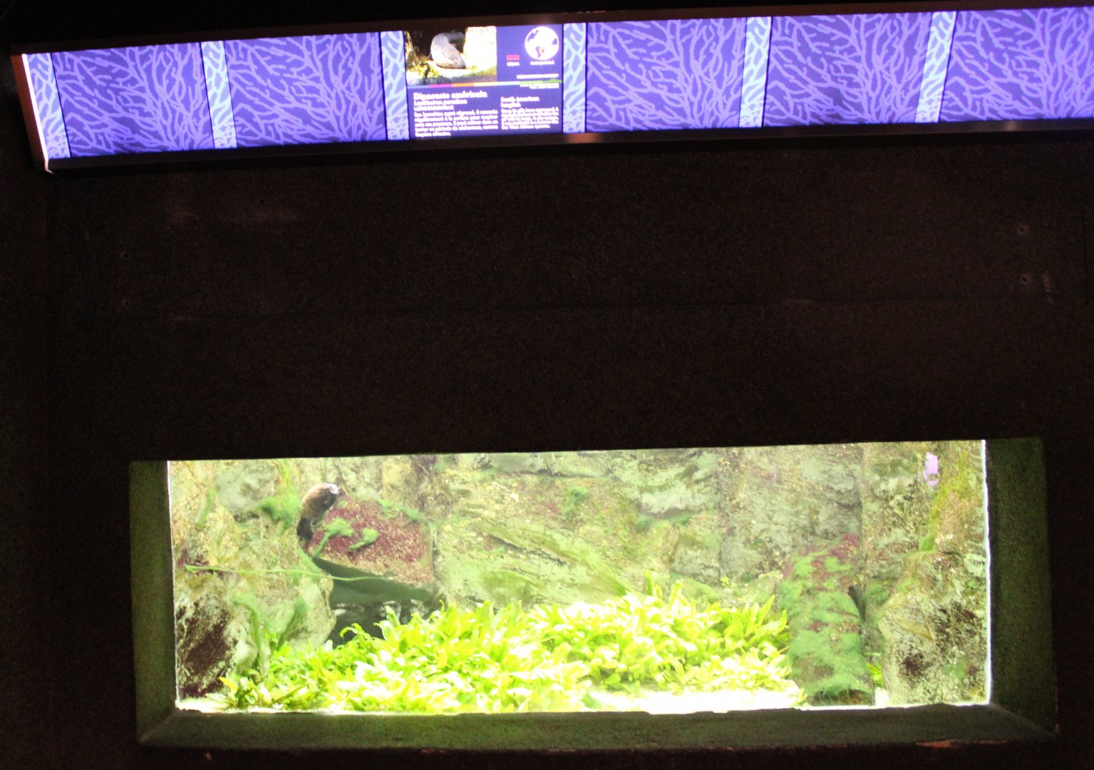 Aquarium South American lungfish