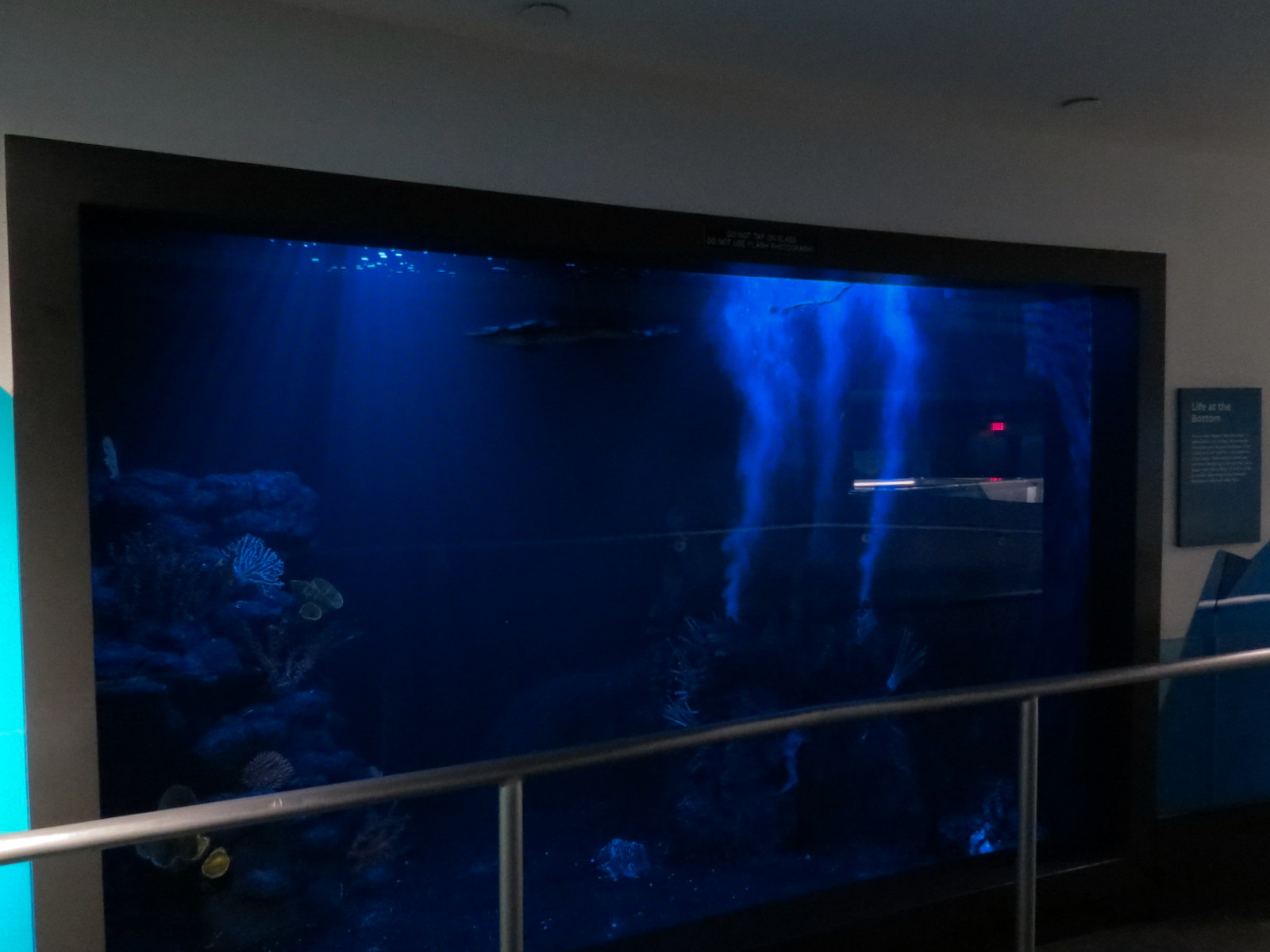 Aquarium - South Atlantic - Giant Isopod Exhibit