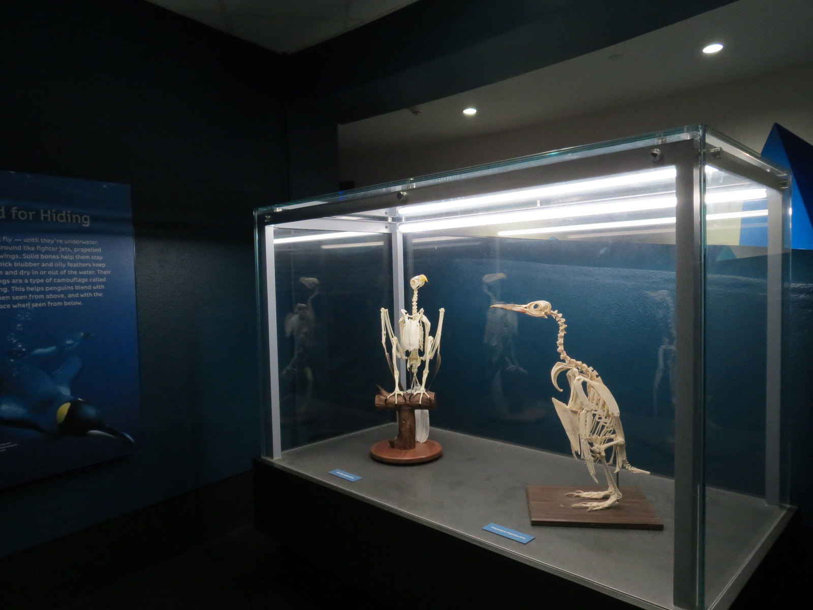 Aquarium - South Atlantic - Penguin Display