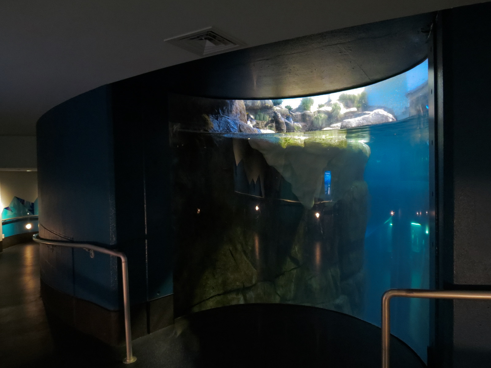 Aquarium - South Atlantic - Penguin Exhibit - Lower Level