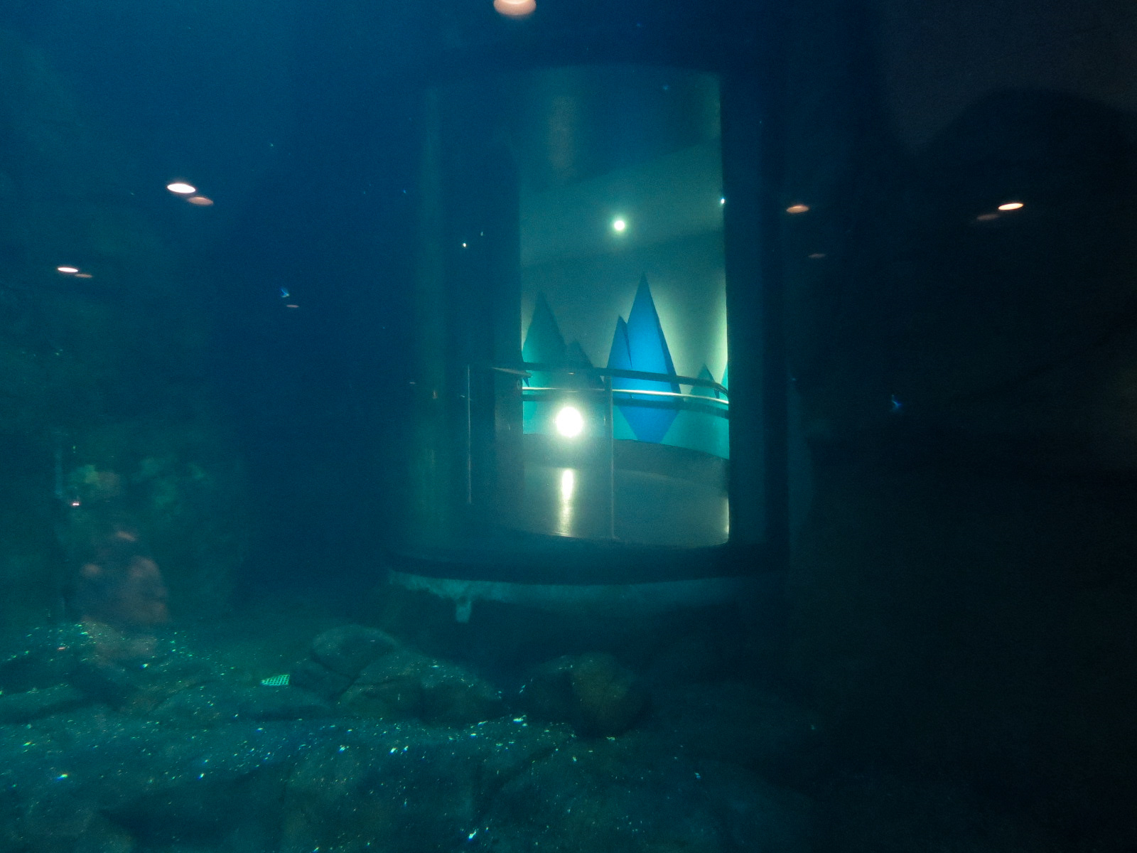 Aquarium - South Atlantic - Penguin Exhibit - Lower Level