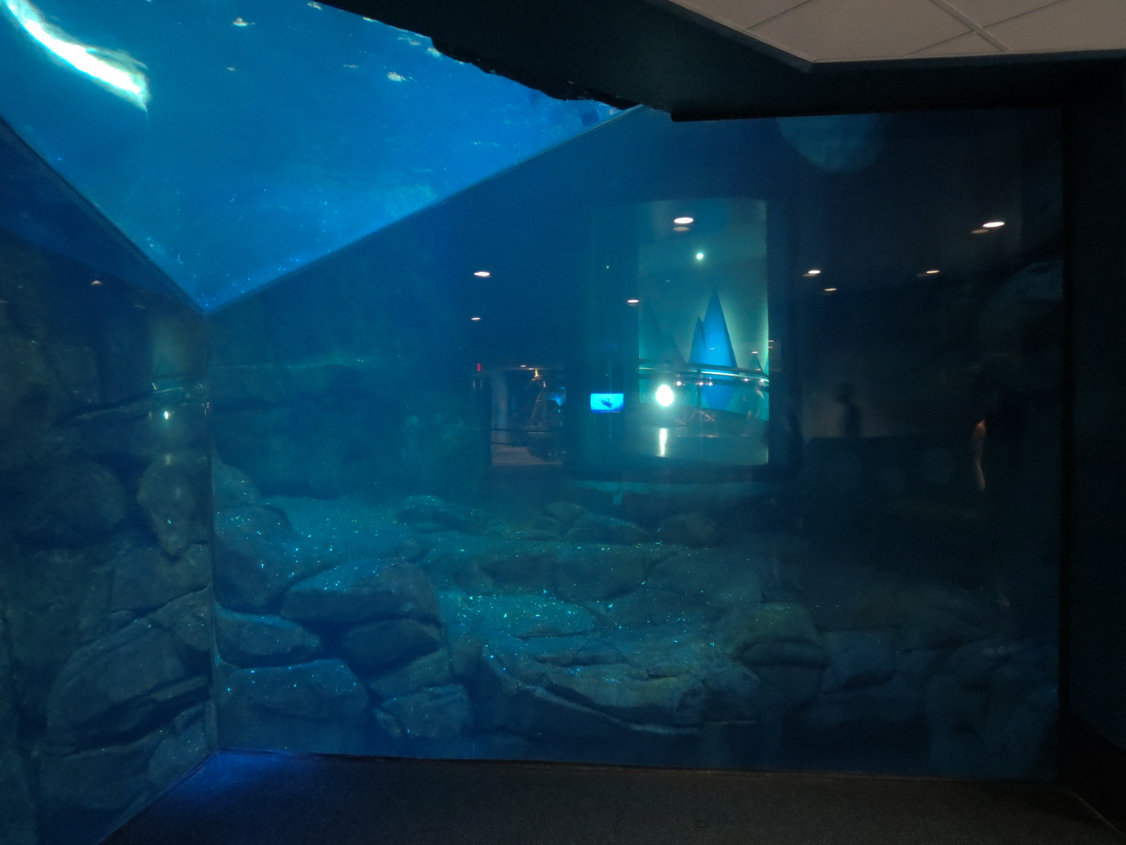 Aquarium - South Atlantic - Penguin Exhibit - Lower Level