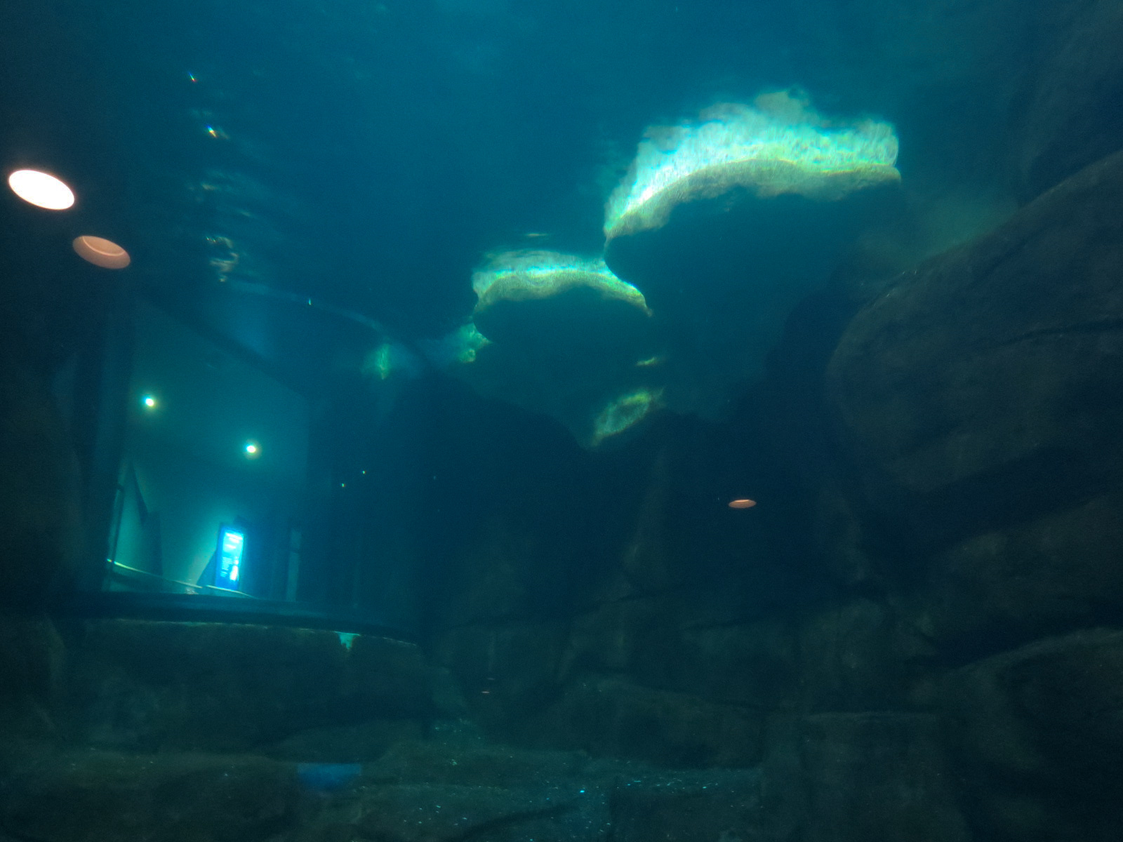 Aquarium - South Atlantic - Penguin Exhibit - Lower Level