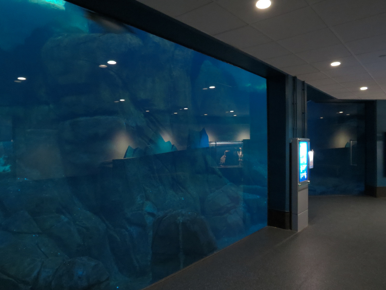 Aquarium - South Atlantic - Penguin Exhibit - Lower Level