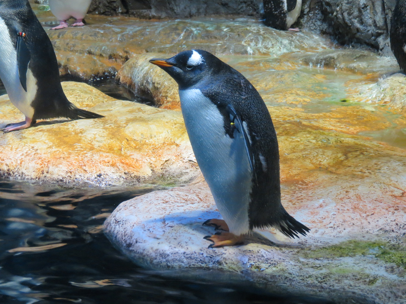 Aquarium - South Atlantic - Penguin Exhibit - Upper Level - Gentoo Penguin