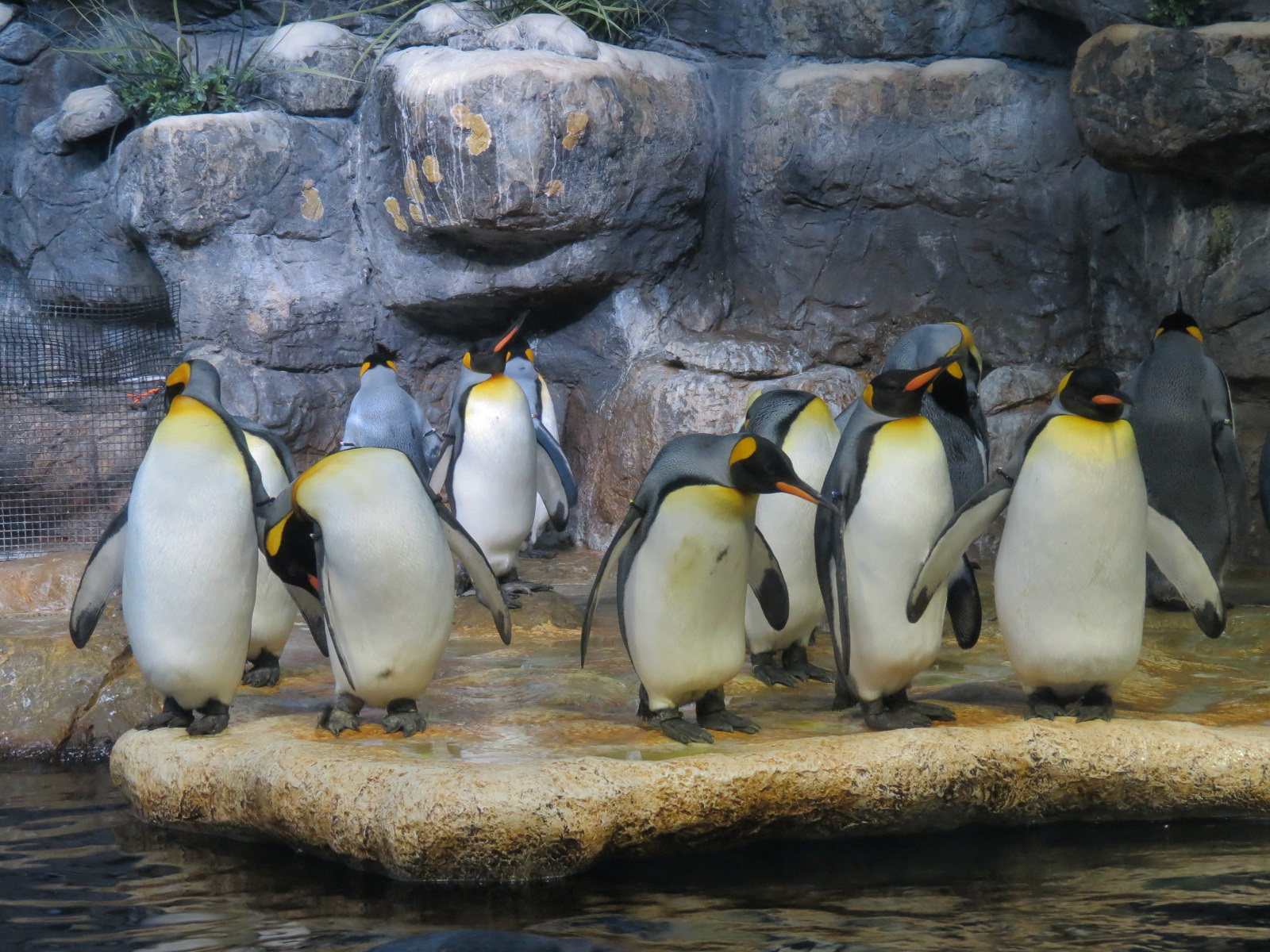 Aquarium - South Atlantic - Penguin Exhibit - Upper Level - King Penguin