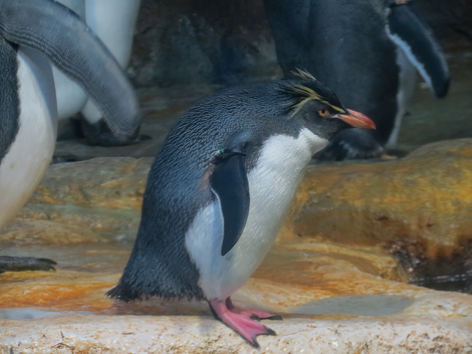 Aquarium - South Atlantic - Penguin Exhibit - Upper Level - Macaroni Penguin