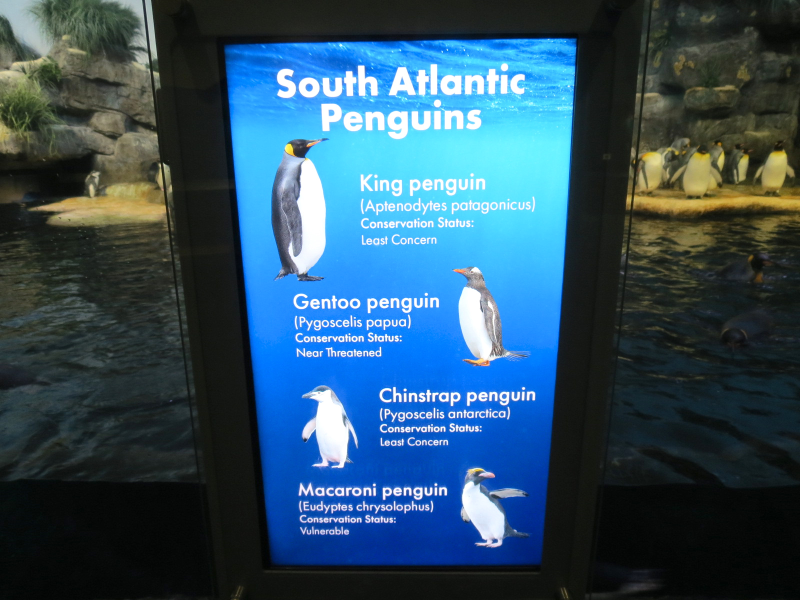 Aquarium - South Atlantic - Penguin Exhibit - Upper Level - Sign