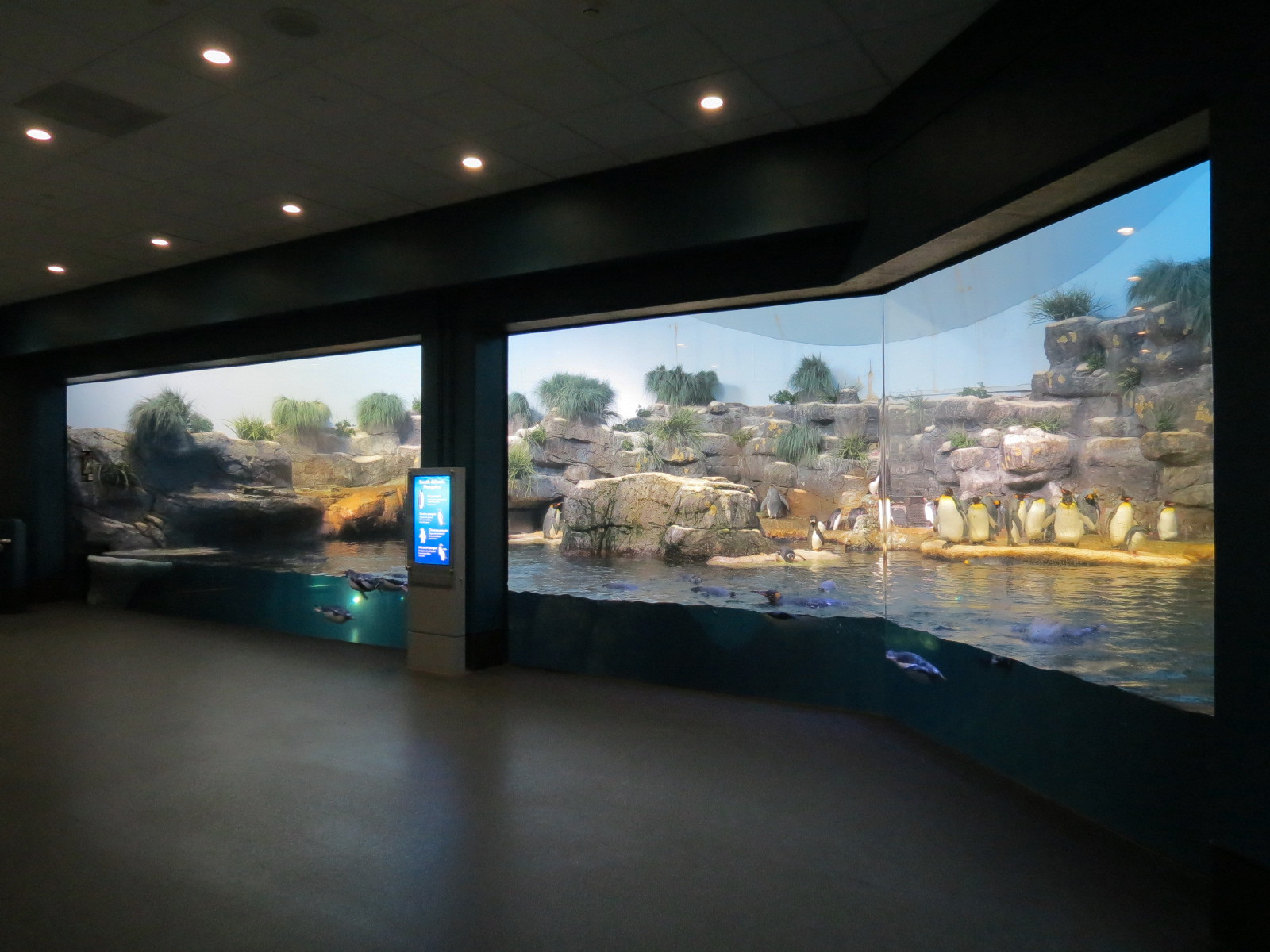 Aquarium - South Atlantic - Penguin Exhibit - Upper Level