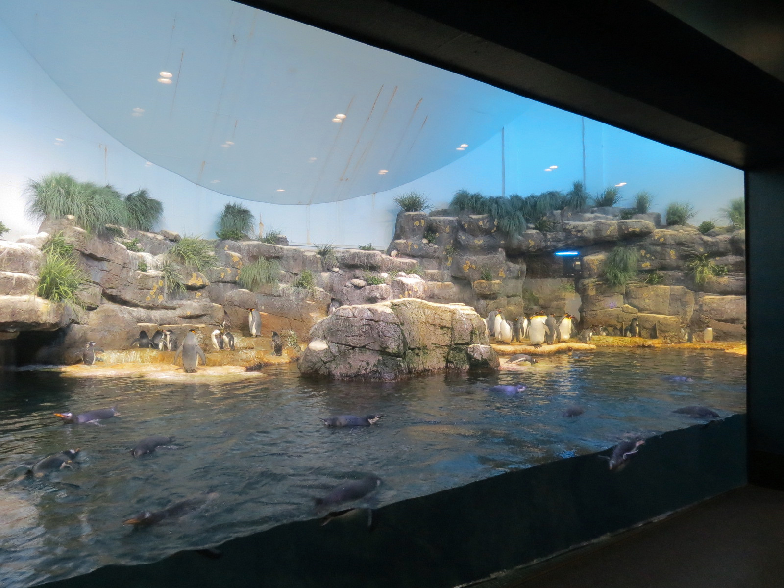 Aquarium - South Atlantic - Penguin Exhibit - Upper Level