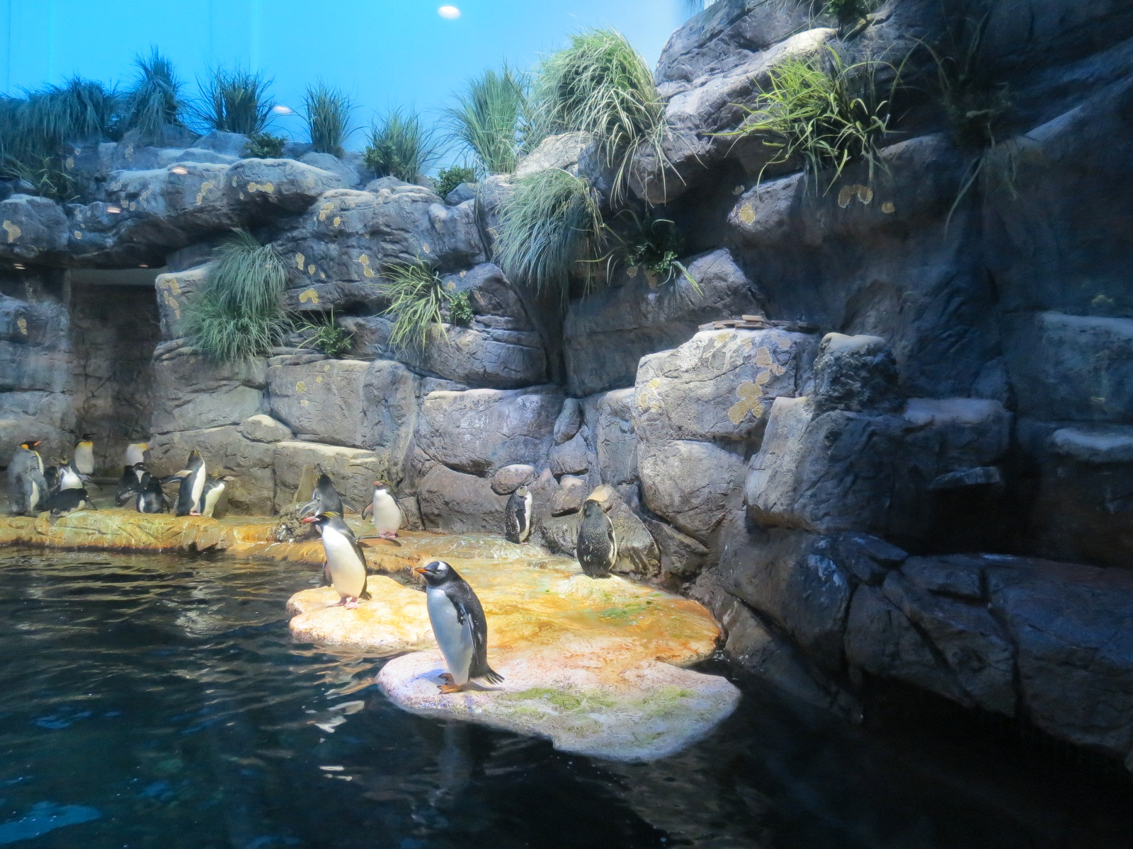 Aquarium - South Atlantic - Penguin Exhibit - Upper Level