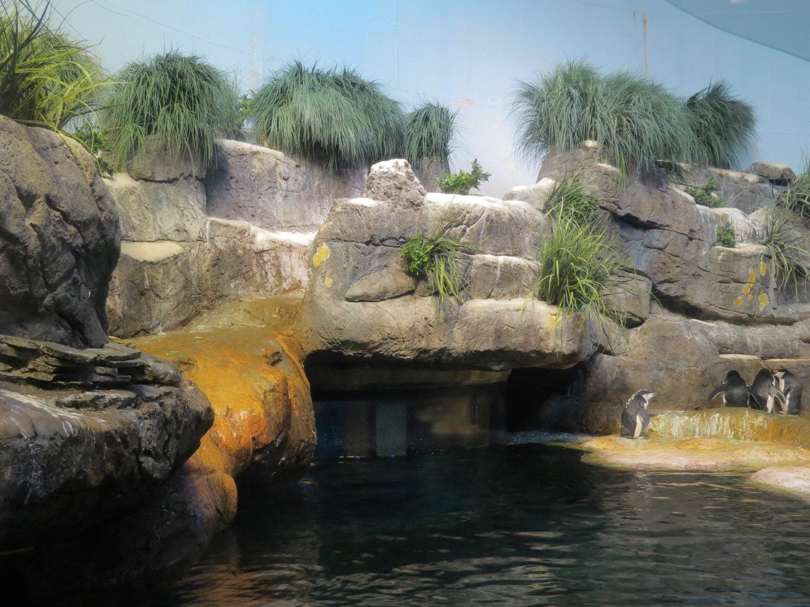 Aquarium - South Atlantic - Penguin Exhibit - Upper Level