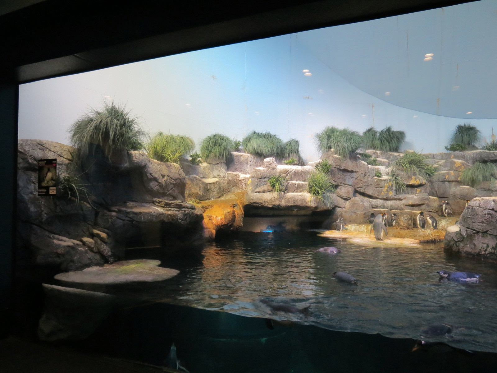 Aquarium - South Atlantic - Penguin Exhibit - Upper Level