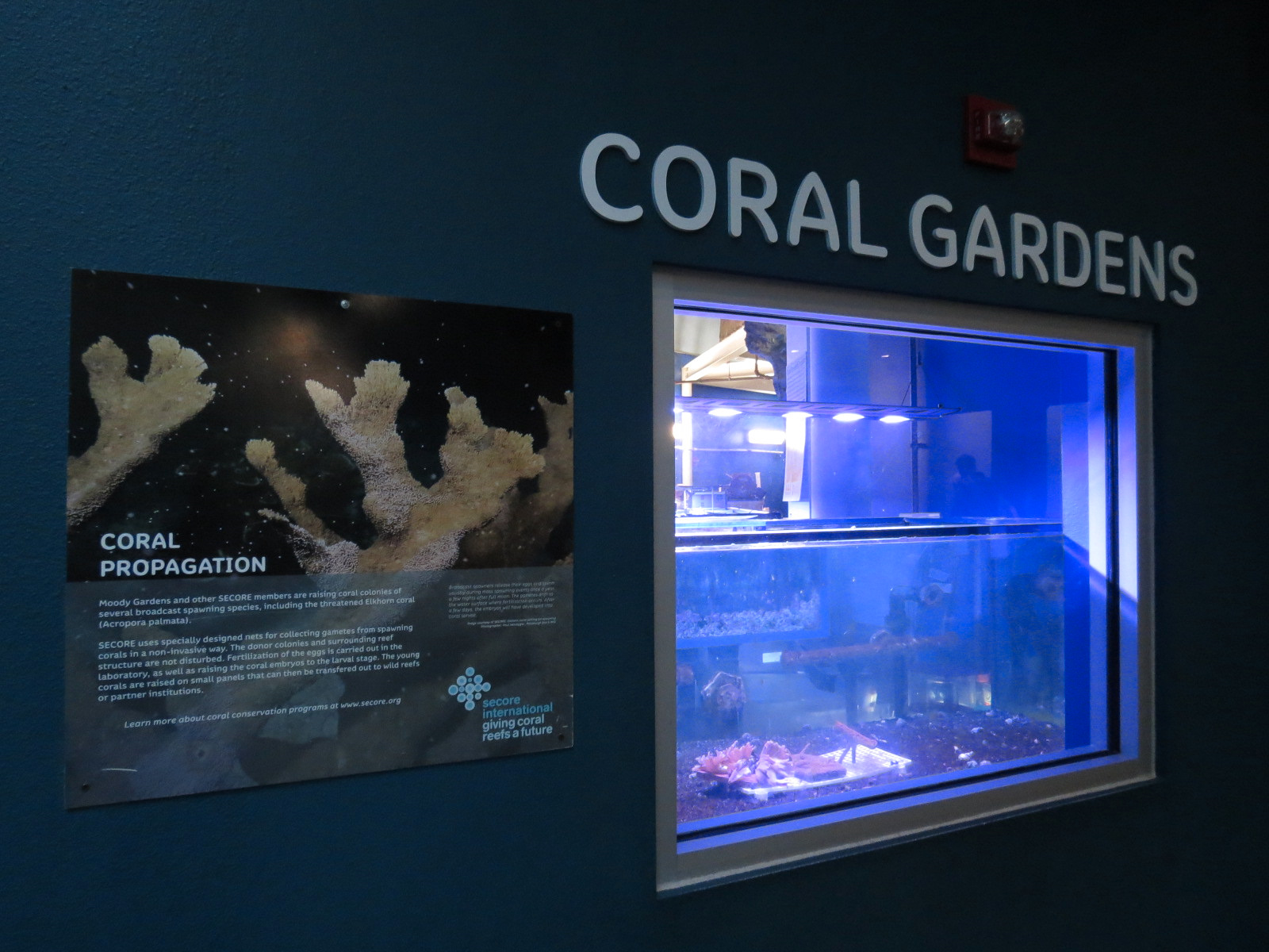 Aquarium - South Pacific - Coral Gardens Exhibit