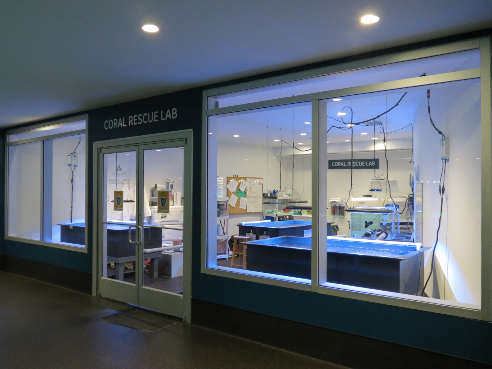 Aquarium - South Pacific - Coral Rescue Lab