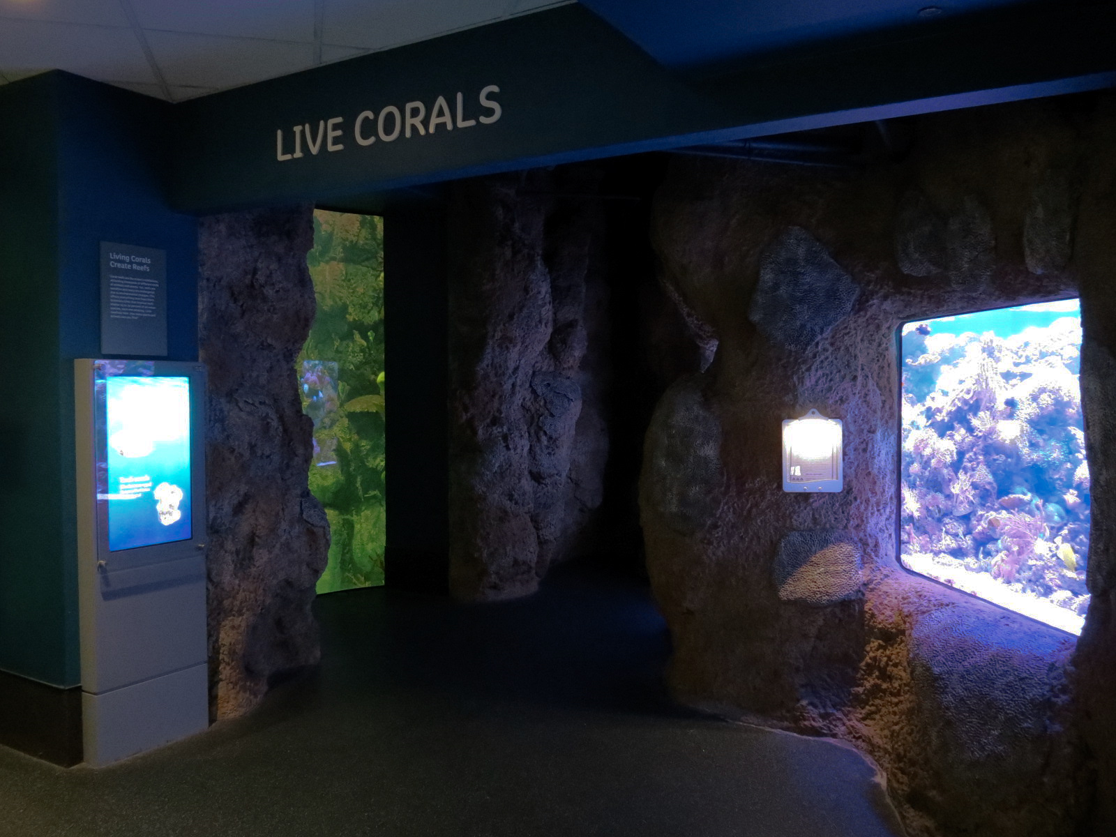 Aquarium - South Pacific - Live Corals Exhibit