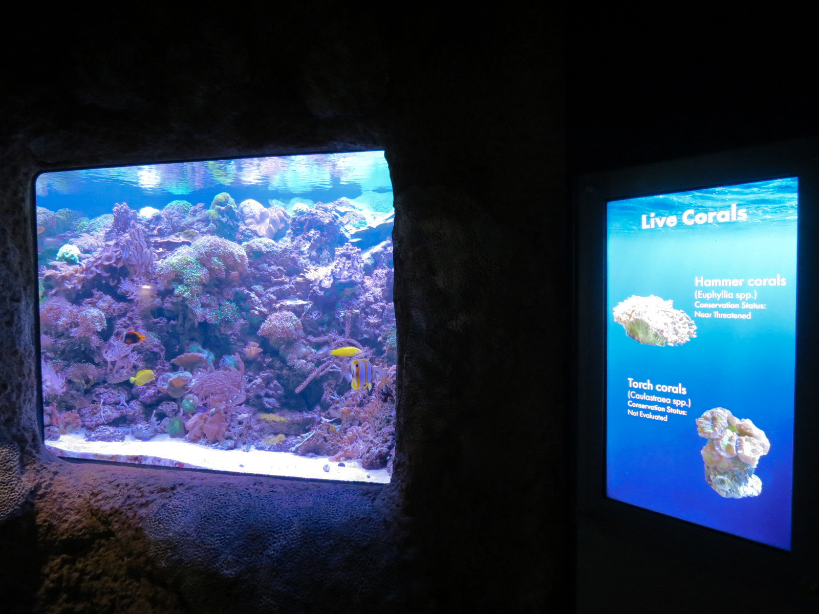 Aquarium - South Pacific - Live Corals Exhibit
