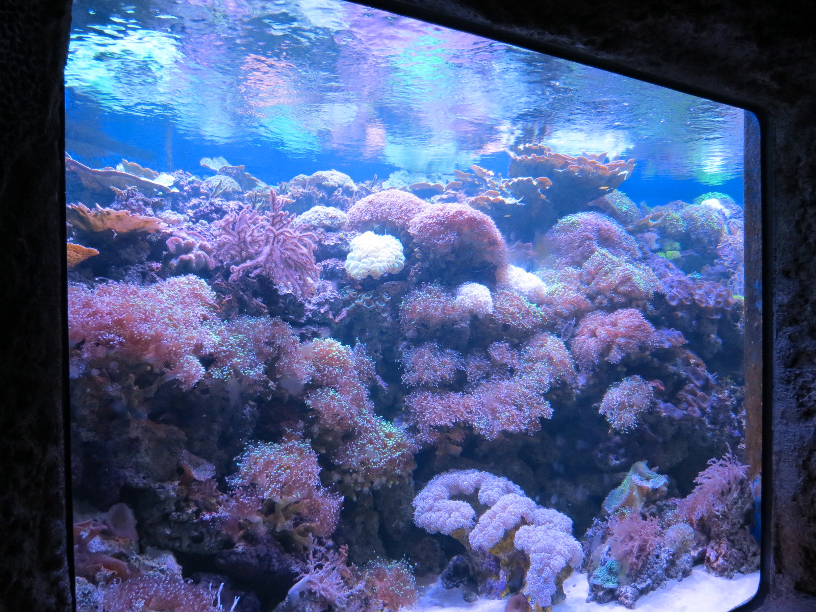 Aquarium - South Pacific - Live Corals Exhibit