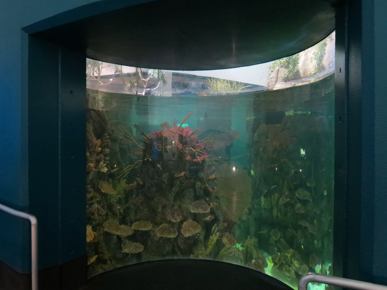 Aquarium - South Pacific - Main Exhibit - Lower Level